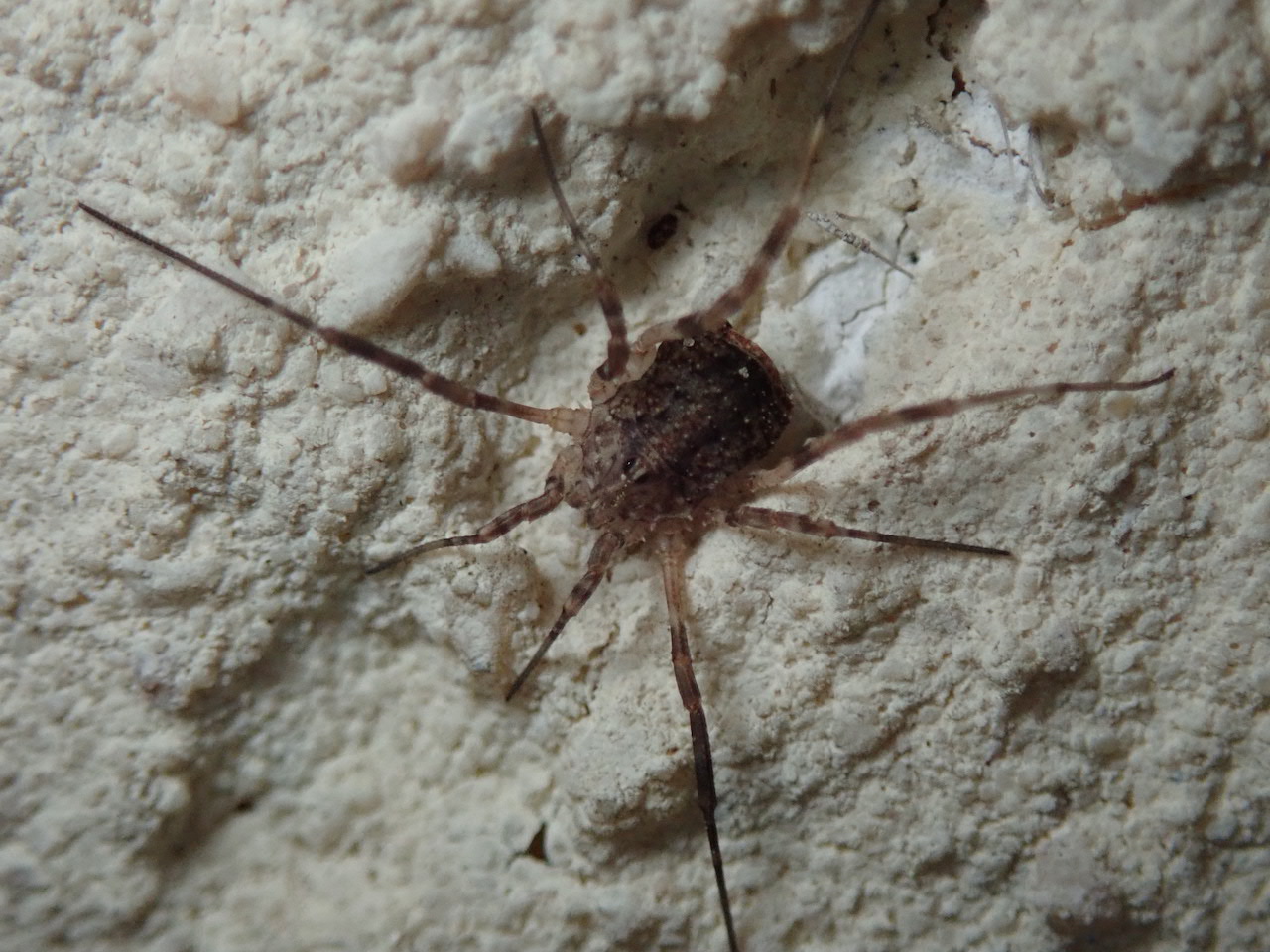 Odiellus spinosus